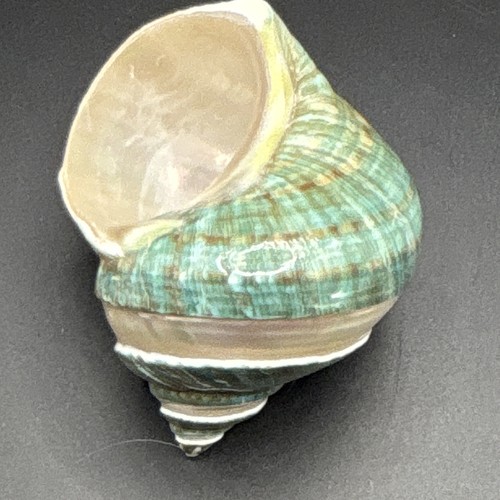 Jumbo hermit crab - 2,