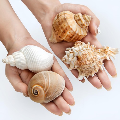 Pcs large hermit crab - large,