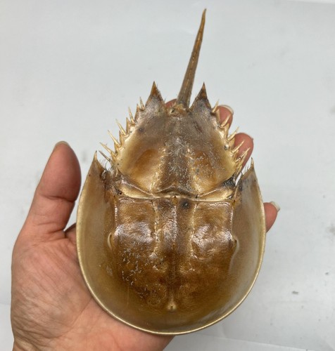 1pc dried molted horseshoe - dried,
