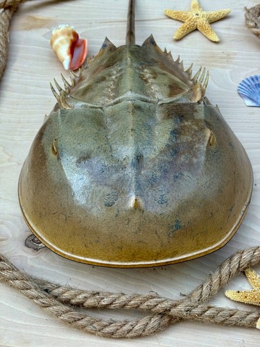 Horseshoe crabs dry - horseshoe,
