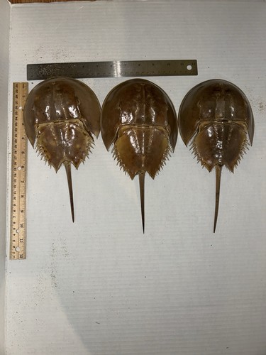 Atlantic horseshoe crab - 3,