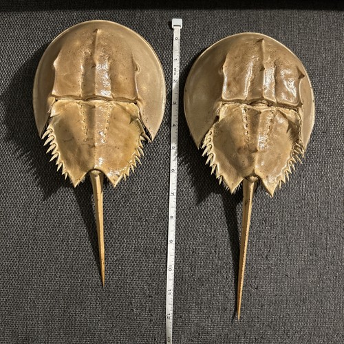 Atlantic horseshoe crab - atlantic,