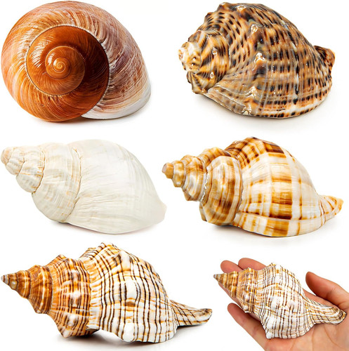5pcs extra large hermit - large,