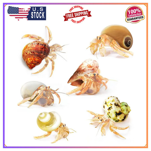 Jor hermit crab shells - jor,