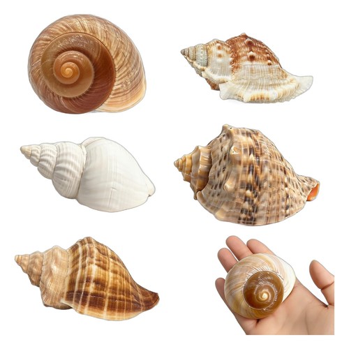 5pcs large hermit - crab, shells