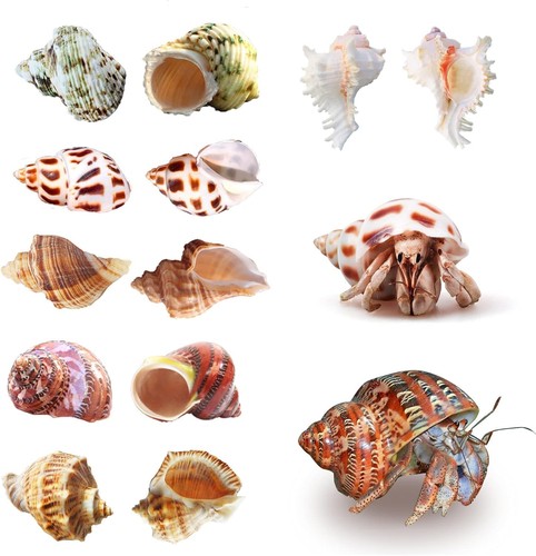 Hermit crab shells - crab, large