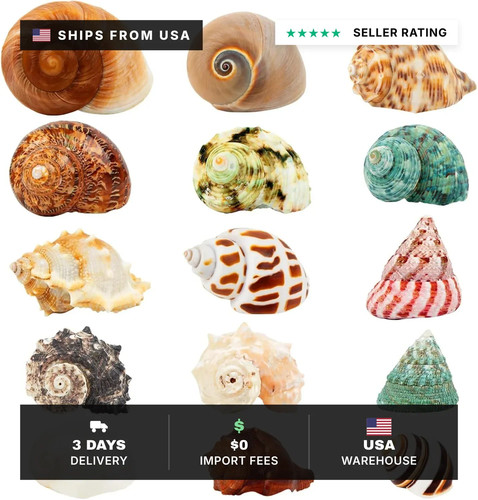 15pcs hermit crab - 15pcs,