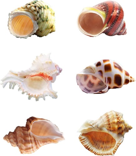 Hermit crab shells large sea - shells,