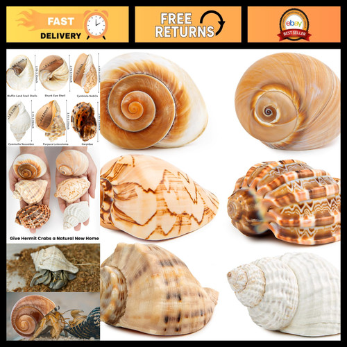 6pcs large hermit crab shells - hermit,