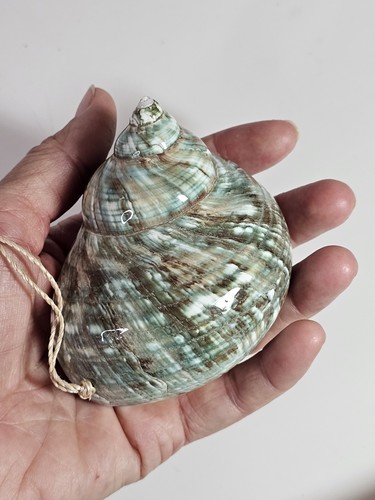 Polished large jade - jade, turbo