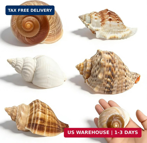 5pcs large hermit crab - 5pcs,