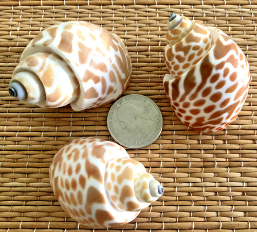 Large medium babylonia - 3,