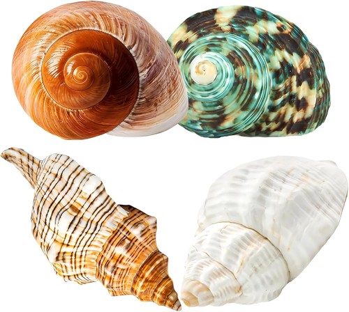 4pcs large hermit crab - 4pcs,