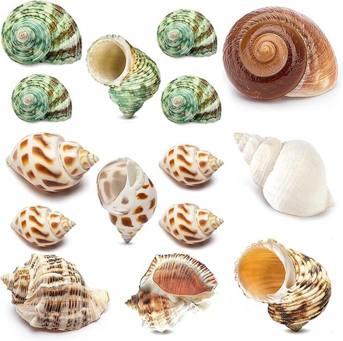15pcs hermit crab - hermit, shells
