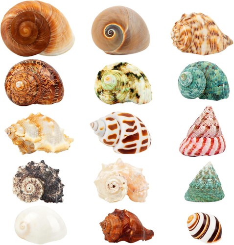 15pcs hermit crab shells - hermit,