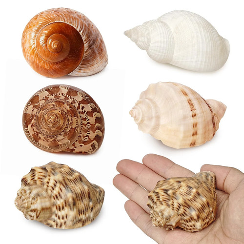 5pcs large hermit crab shells - 5pcs,