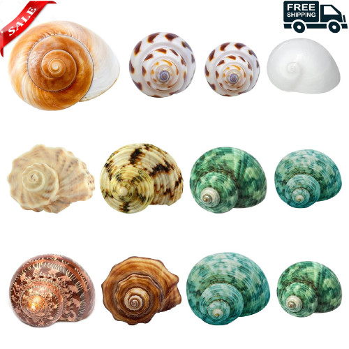 Hermit crab shells medium - hermit,