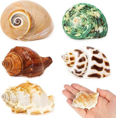 5pcs hermit crab - 5pcs,