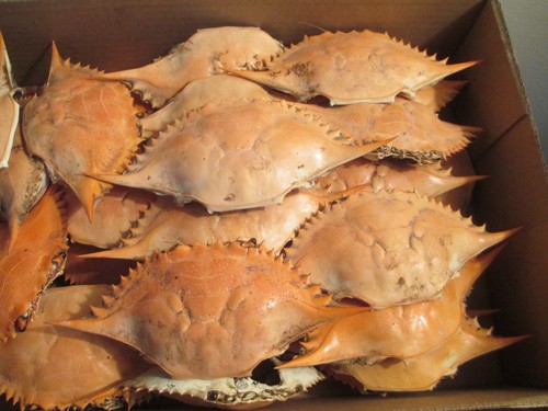 Chesapeake blue crab shells - crab,