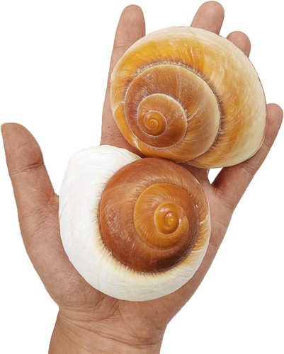 Extra large hermit - extra,