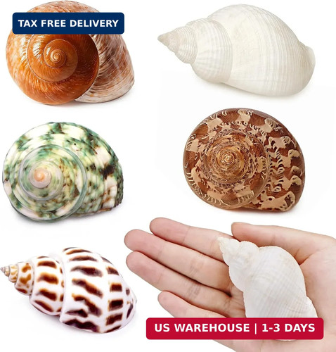 5pcs large hermit crab shells - hermit,