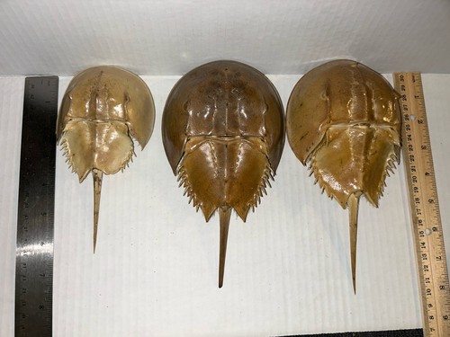 Atlantic horseshoe crab - atlantic,