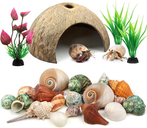 Hermit crab shells natural - shells,