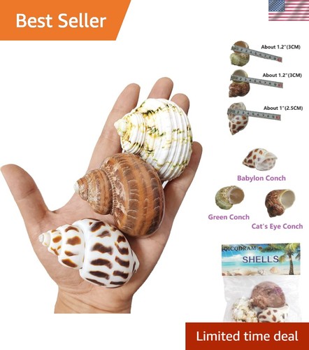 Pcs hermit crab - pcs, shells