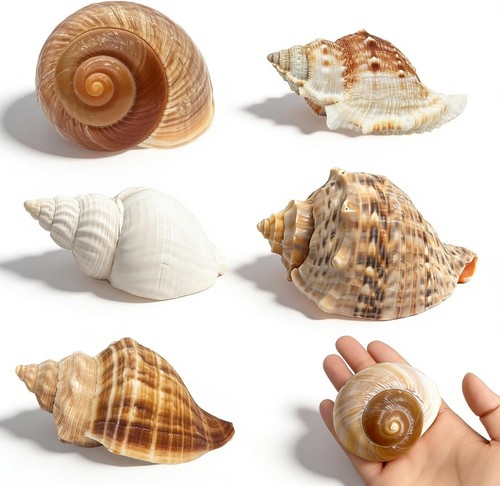 5pcs large hermit crab shells - crab,