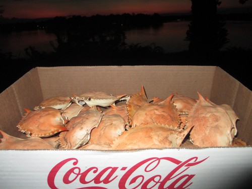 Chesapeake blue crab shells - chesapeake,