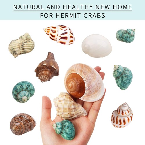 Hermit crab shells medium - crab,