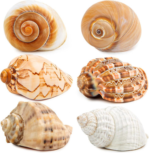 6pcs large hermit - 6pcs,