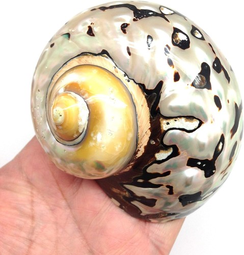 Polished brown jade turbo - polished,