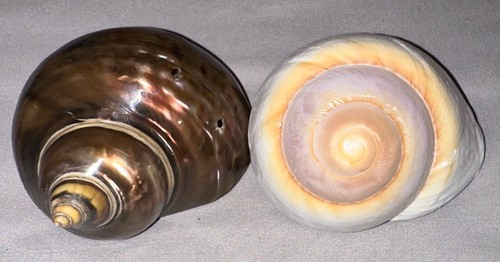 Large mix hermit crab - mix,