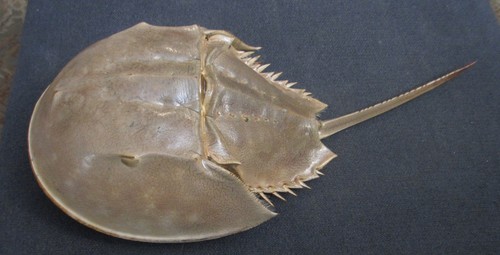 Horseshoe crab taxidermy - horseshoe,