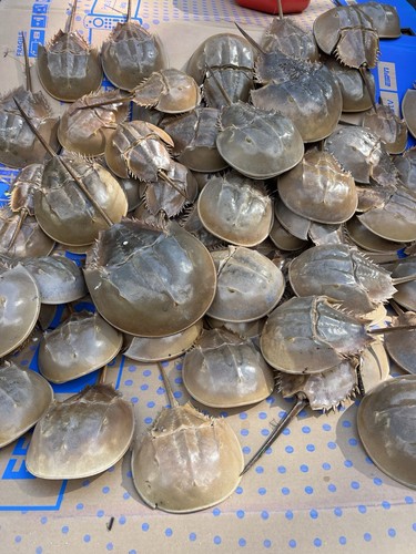 Horseshoe crab taxidermy - crab,