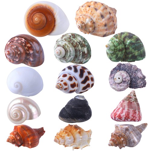 14pcs kind natural hermit - 14pcs, 14