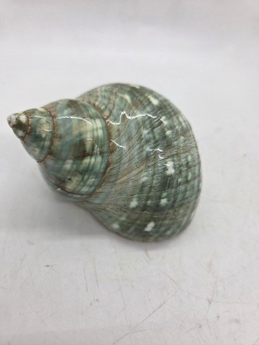 New polished green - green, turban