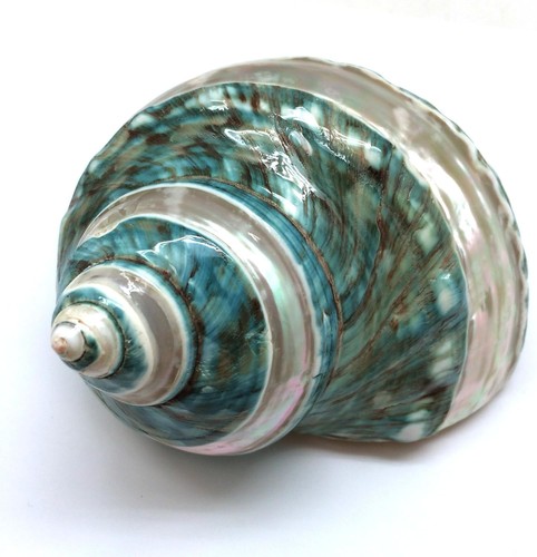 Banded jade turbo sea - 1,