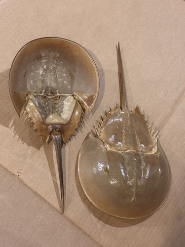 Long horseshoe crab dry - 14”,