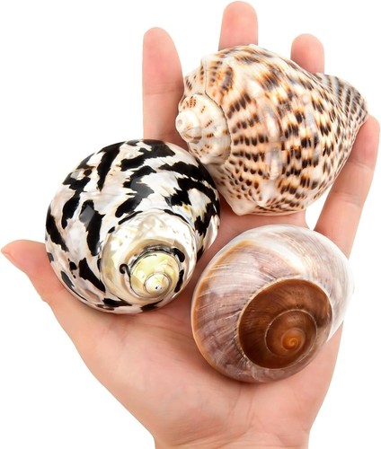 Boutique hermit crab - boutique, shells