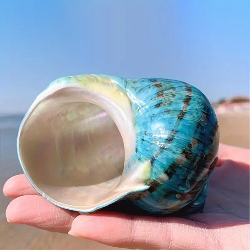 Large natural conch seashell - natural,