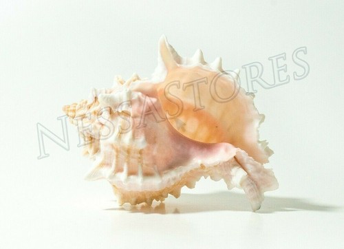Pink murex phyllonotus - murex,