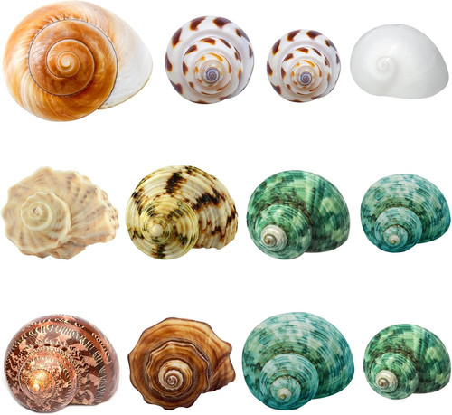 12pcs hermit crab - 12pcs,