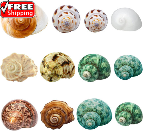 Hermit crab shells - shells, and