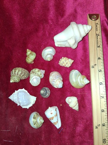 Lot natural sea shells - 13,