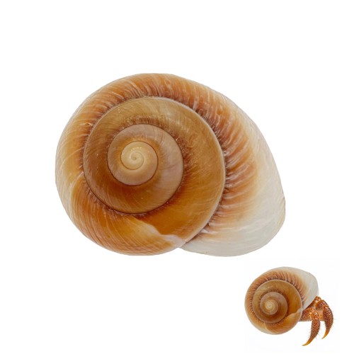 Niiiytyb large hermit crab - niiiytyb,