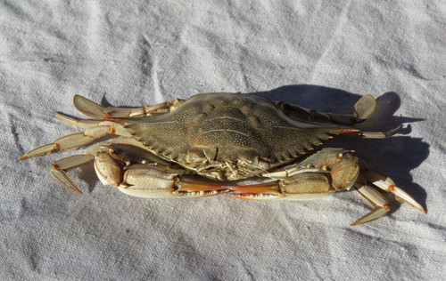 Blue crab mount shells crafts - crab,