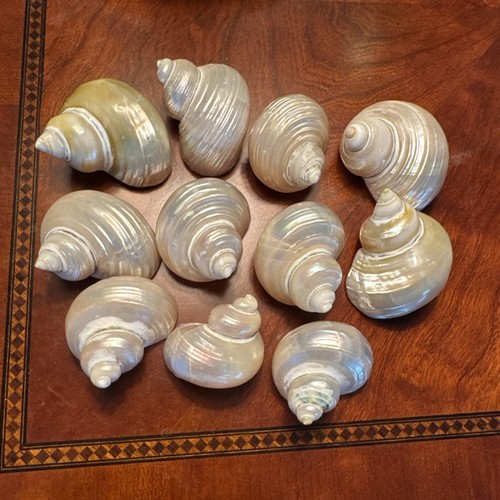 Lot pearlized silvermouth - lot,