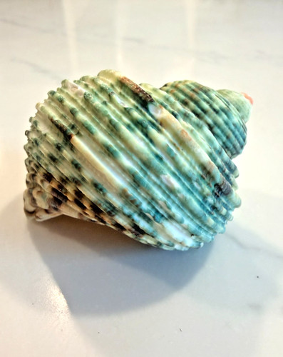 Green turbo seashell approx - green,